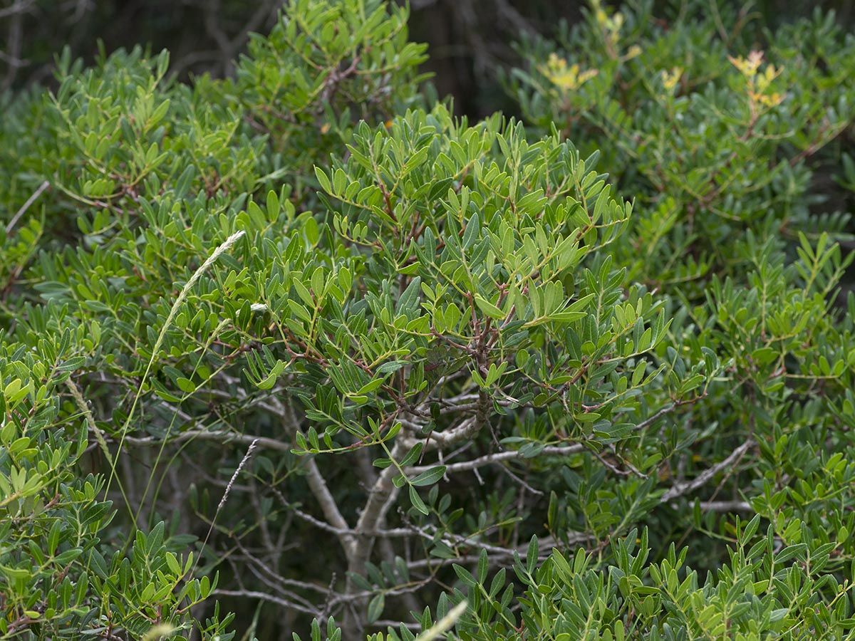 Pistacia lentiscus